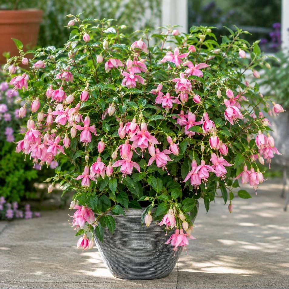 Pink Hardy Fuchsia Live Plant, 4-6 inch Tall, 6 Inch Pot, Outdoor Flower - Image 7