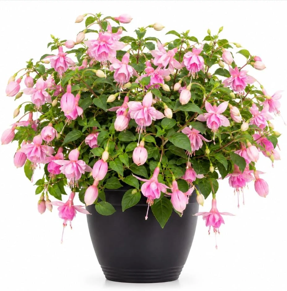 Pink Hardy Fuchsia Live Plant, 4-6 inch Tall, 6 Inch Pot, Outdoor Flower - Image 1