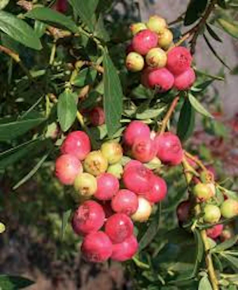Pink Lemonade Blueberry Live Plant - Rabbiteye Edible Fruit Shrub, 3-4 ft - Image 1