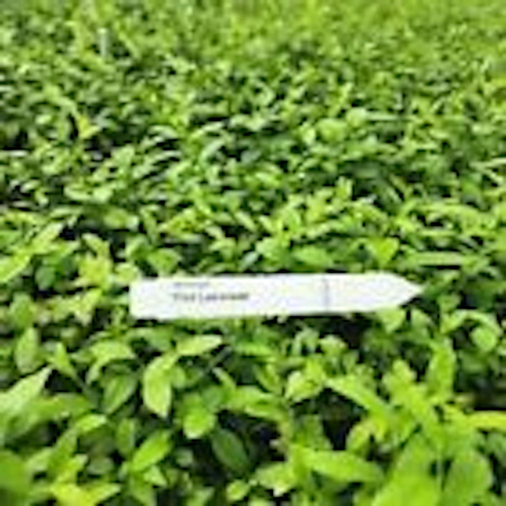 Pink Lemonade Blueberry Live Plant - Rabbiteye Edible Fruit Shrub, 3-4 ft - Image 10