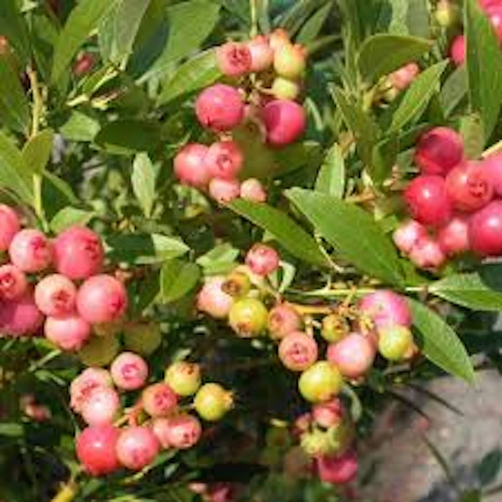 Pink Lemonade Blueberry Live Plant - Rabbiteye Edible Fruit Shrub, 3-4 ft - Image 2