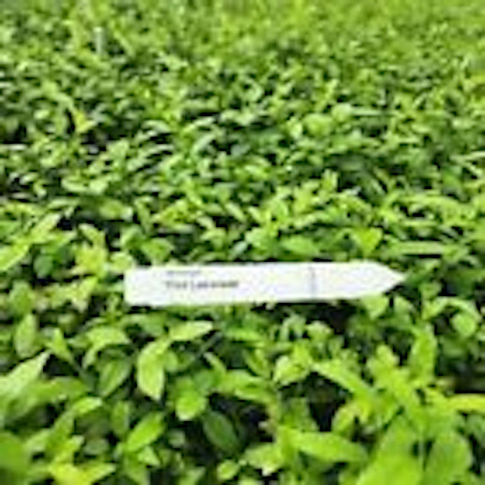 Pink Lemonade Blueberry Live Plant - Rabbiteye Edible Fruit Shrub, 3-4 ft - Image 3
