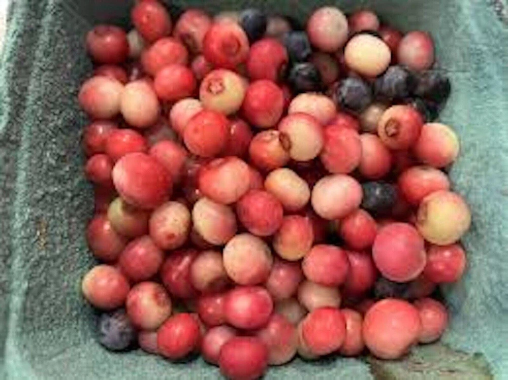 Pink Lemonade Blueberry Live Plant - Rabbiteye Edible Fruit Shrub, 3-4 ft - Image 5