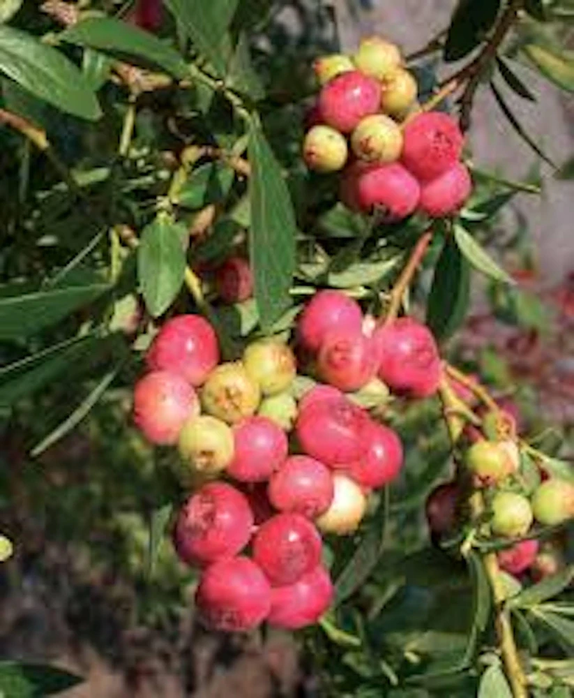 Pink Lemonade Blueberry Live Plant - Rabbiteye Edible Fruit Shrub, 3-4 ft - Image 6