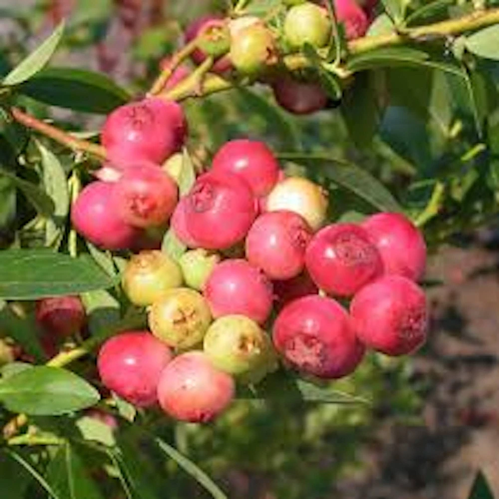 Pink Lemonade Blueberry Live Plant - Rabbiteye Edible Fruit Shrub, 3-4 ft - Image 8