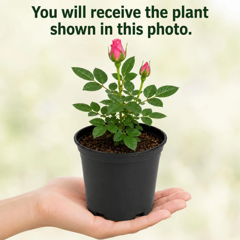 Pink Miniature Rose Live Plant – 4 Inch Pot, 4-6 Inches Tall, Mini Rose Bush for Outdoor Gardens - Image 4