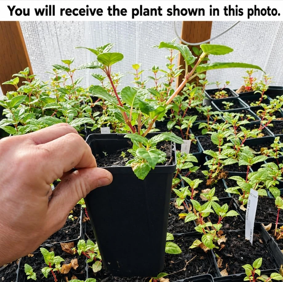 Pink Purple Fuchsia Live Plant - 4-6 inch Tall, 5 Inch Pot, Vibrant Flowers - Image 2