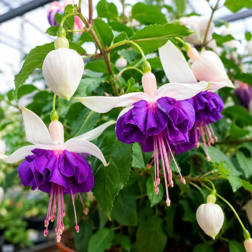 Pink Purple Fuchsia Live Plant - 4-6 inch Tall, 5 Inch Pot, Vibrant Flowers - Image 3