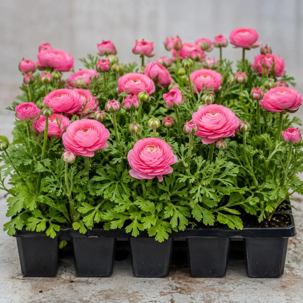 Pink Ranunculus Bulbs - Set of 25 Double Bloom Corms - Vibrant Spring Flowers - Image 3