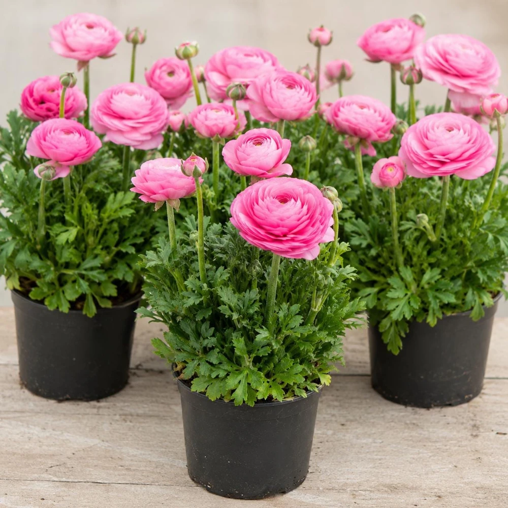 Pink Ranunculus Bulbs - Set of 25 Double Bloom Corms - Vibrant Spring Flowers - Image 4