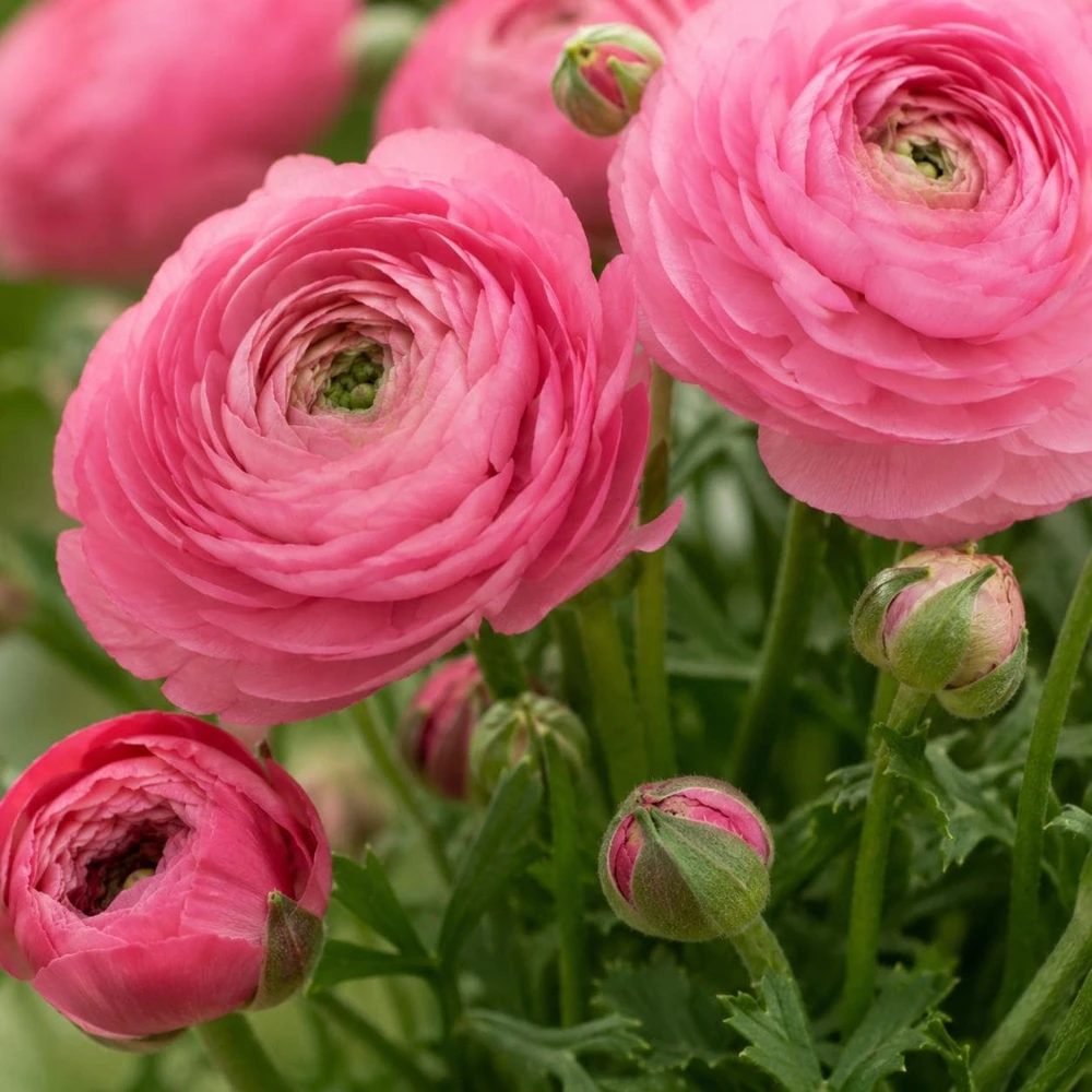 Pink Ranunculus Bulbs - Set of 25 Double Bloom Corms - Vibrant Spring Flowers - Image 6