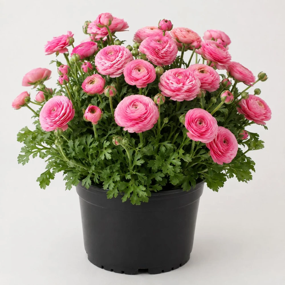 Pink Ranunculus Bulbs - Set of 25 Double Bloom Corms - Vibrant Spring Flowers - Image 7