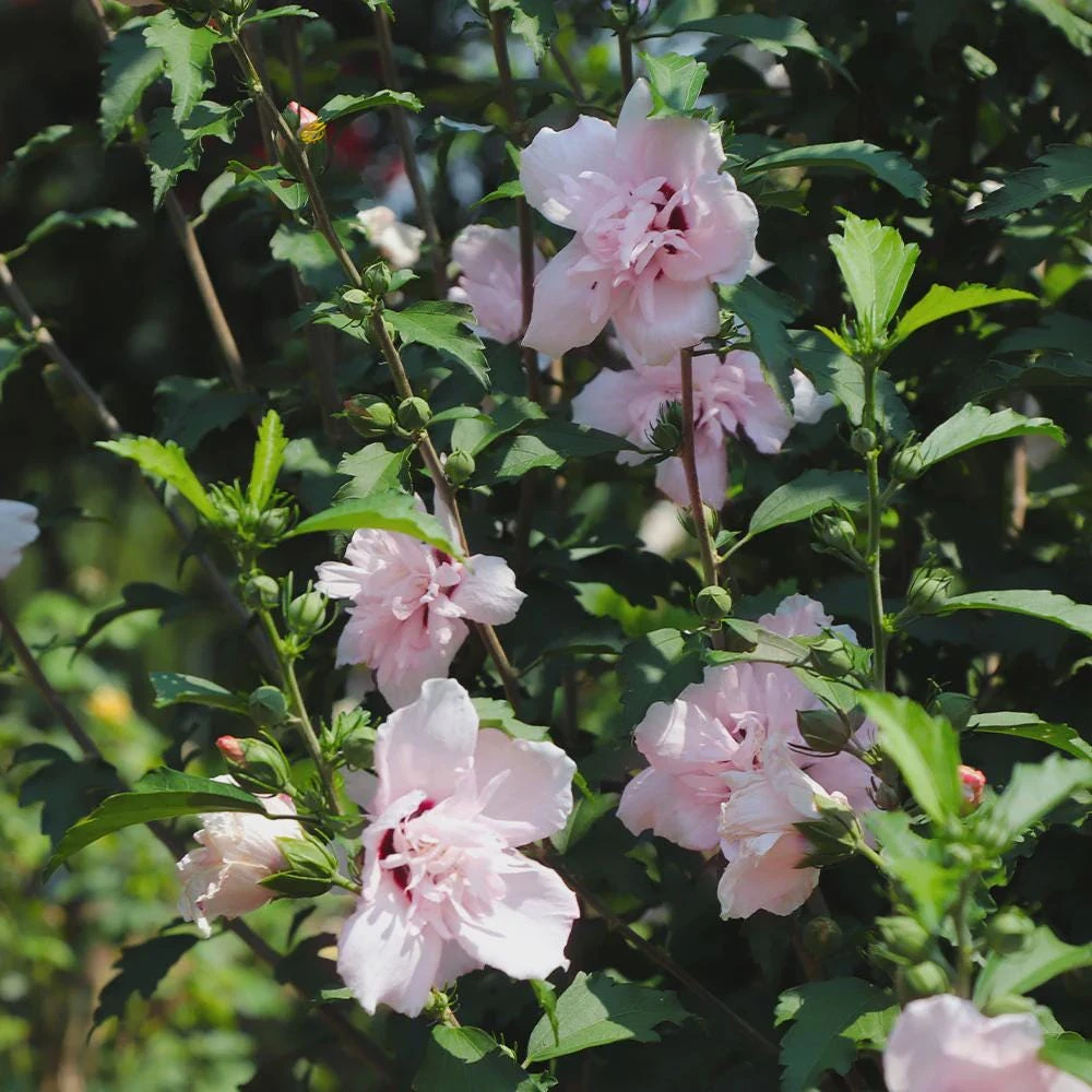Pink Rose of Sharon Hibiscus Plant - 12-24" Tall Althea Syriacus Quart Pot - Image 1