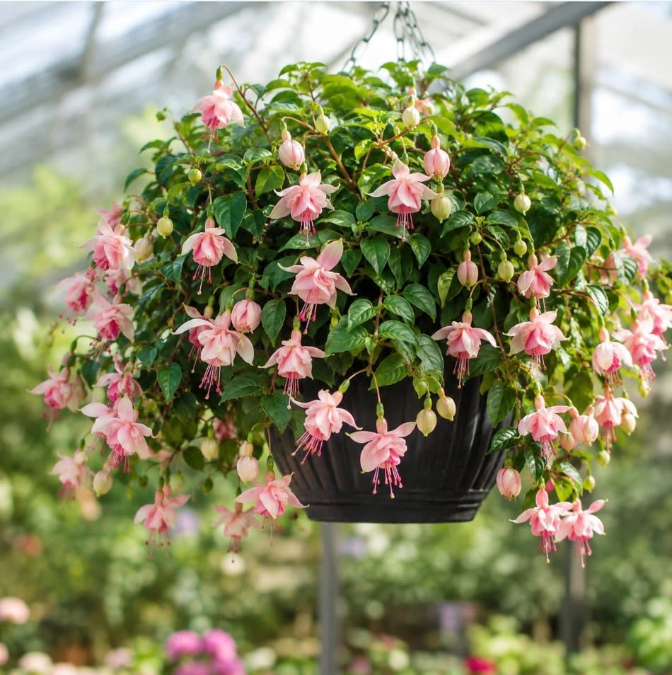Pink White Fuchsia Live Plant – 4-6 inch Tall – 5 Inch Pot – Outdoor/Indoor - Image 3