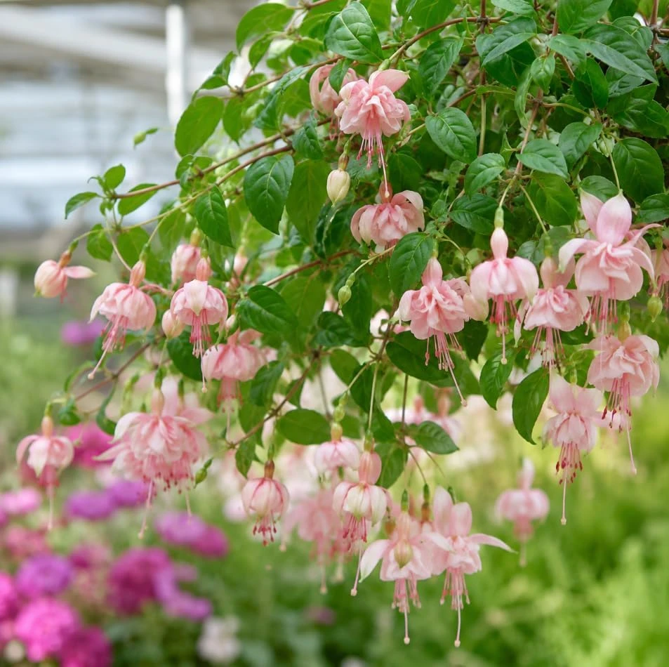 Pink White Fuchsia Live Plant – 4-6 inch Tall – 5 Inch Pot – Outdoor/Indoor - Image 6
