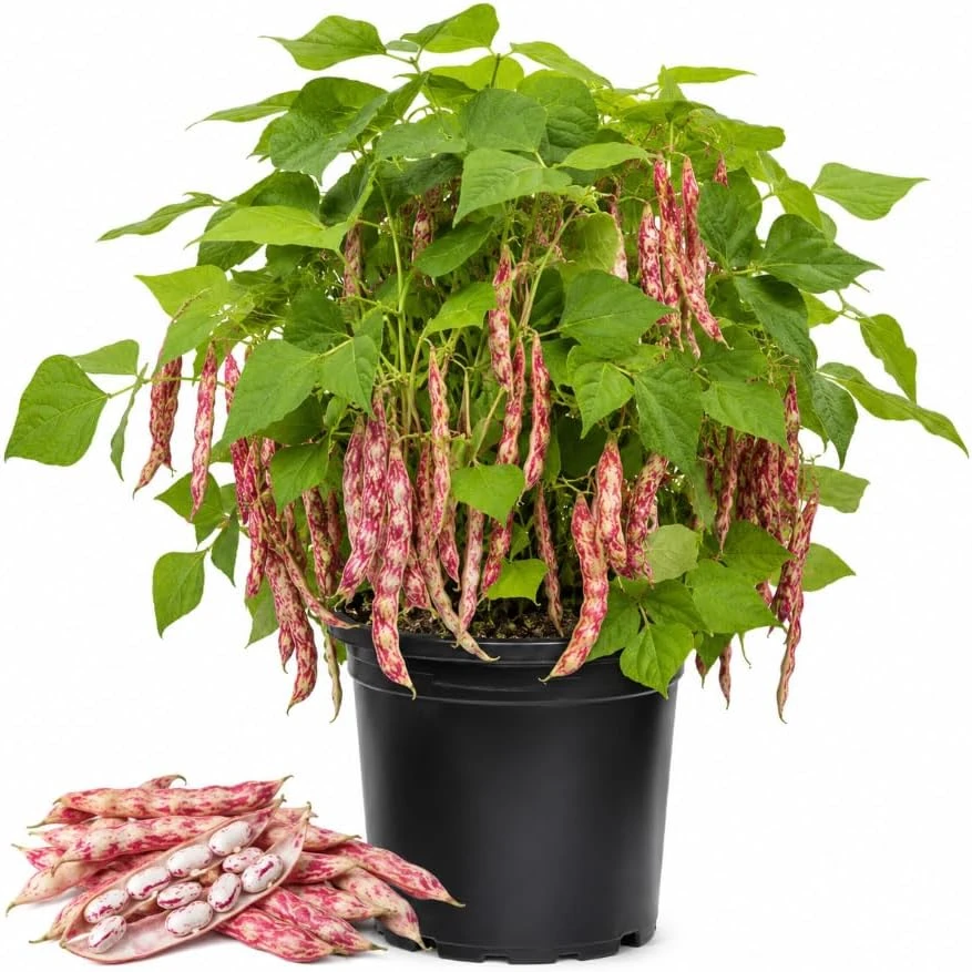 Pinto Bean Live Plant – 3-5 Inches Tall, 4 Inch Pot – Vegetable Seedling for Garden - Image 1