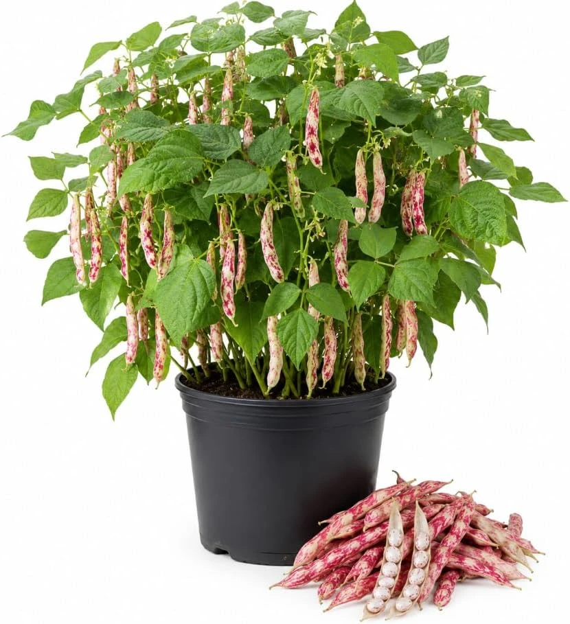 Pinto Bean Live Plant - 3-5 Inches Tall in 4 Inch Pot - Vegetable Starter for Outdoor Gardens - Image 1