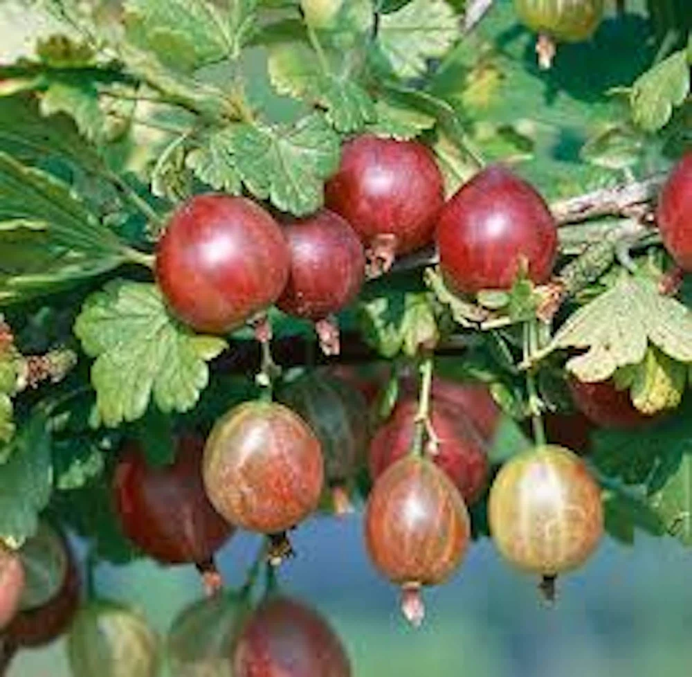 Pixwell Gooseberry Live Plant - Ribes Uva-Crispa Fruit Bush - 2 Year Old - Image 3