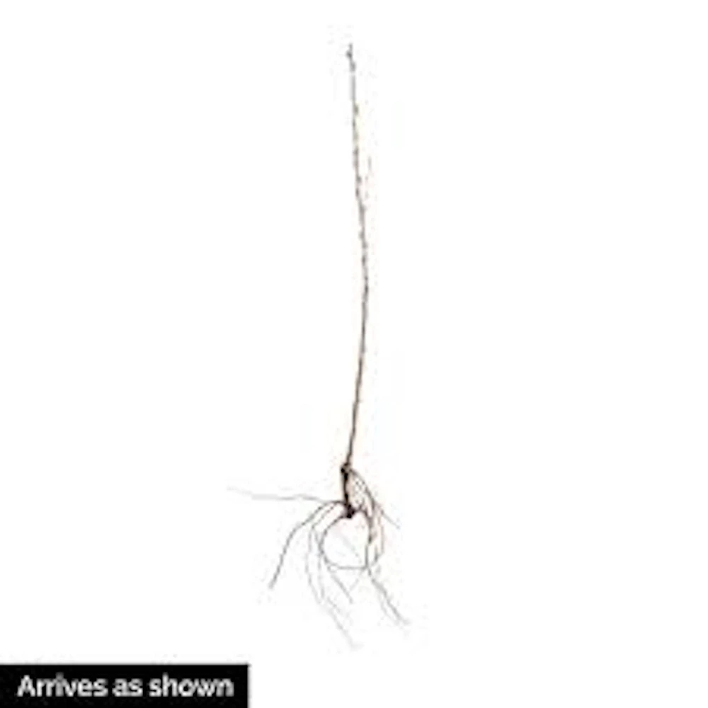 Pixwell Gooseberry Live Plant - Ribes Uva-Crispa Fruit Bush - 2 Year Old - Image 4