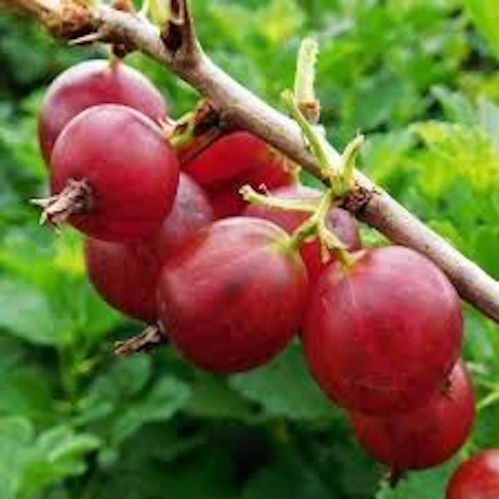 Pixwell Gooseberry Live Plant - Ribes Uva-Crispa Fruit Bush - 2 Year Old - Image 5