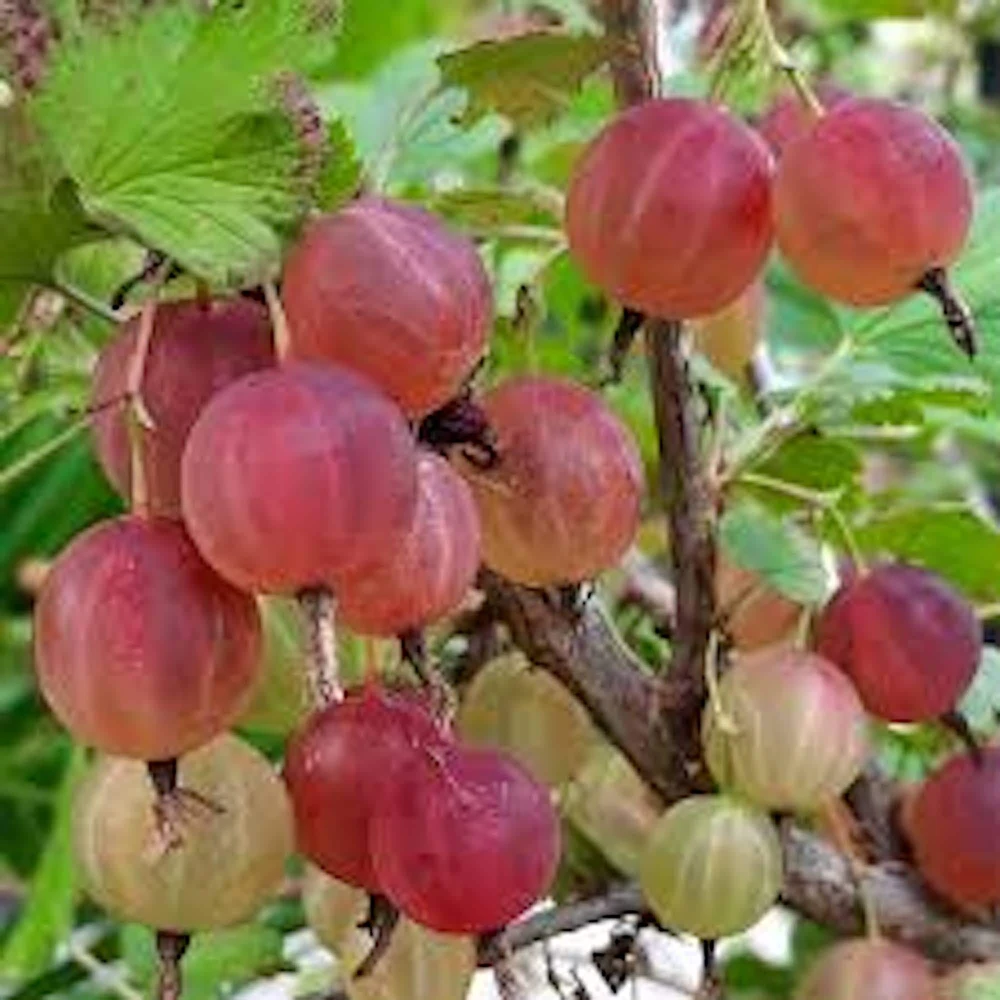 Pixwell Gooseberry Live Plant - Ribes Uva-Crispa Fruit Bush - 2 Year Old - Image 6