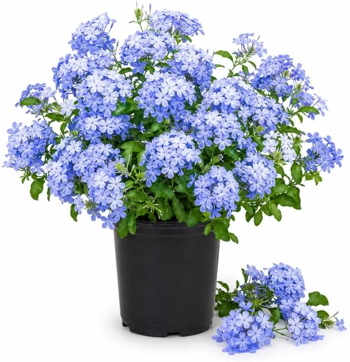 Plumbago Live Plant - 2 Pack, 3-5 Inch Tall Blue Flower Shrub for Outdoor Garden - Image 1