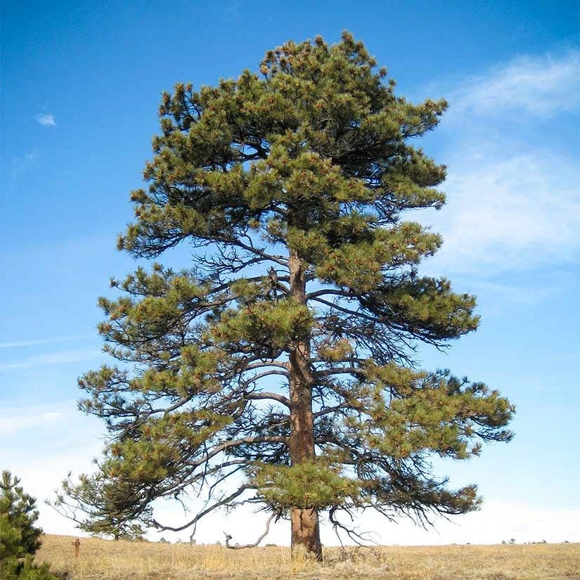Ponderosa Pine Starter Tree Bare Root - 5 Pack, 6-12" Tall, Outdoor Live Plant - Image 5