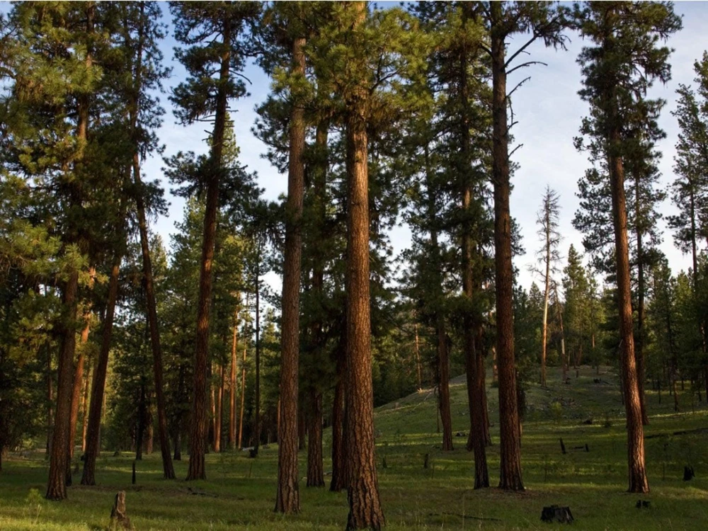 Ponderosa Pine Starter Tree Bare Root - 5 Pack, 6-12" Tall, Outdoor Live Plant - Image 6