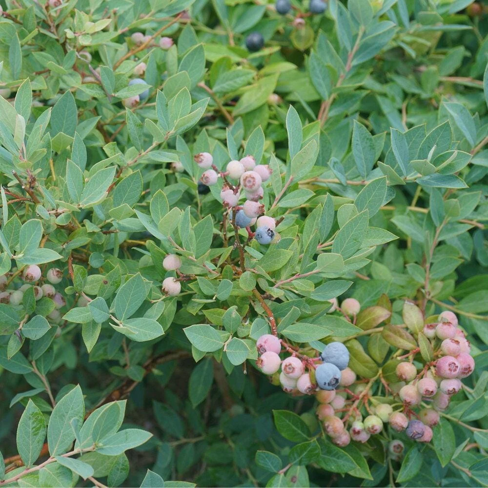 Primadonna Blueberry Starter Plug - Vaccinium corymbosum - Bare Root Plant - Southern Highbush - USDA Zones 7-10 - Image 3