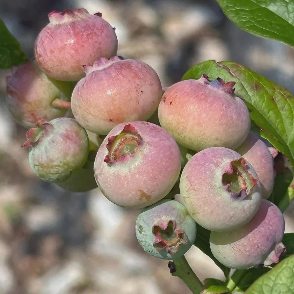 Primadonna Blueberry Starter Plug - Vaccinium corymbosum - Bare Root Plant - Southern Highbush - USDA Zones 7-10 - Image 4