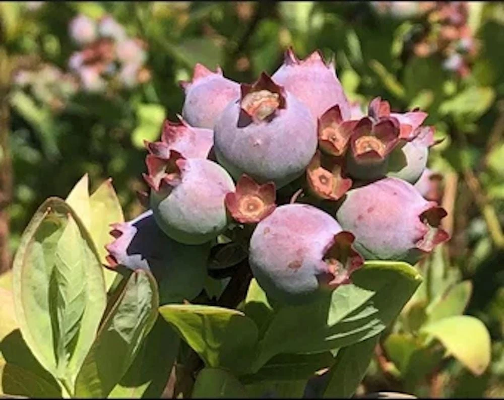 Primadonna Blueberry Starter Plug - Vaccinium corymbosum - Bare Root Plant - Southern Highbush - USDA Zones 7-10 - Image 5