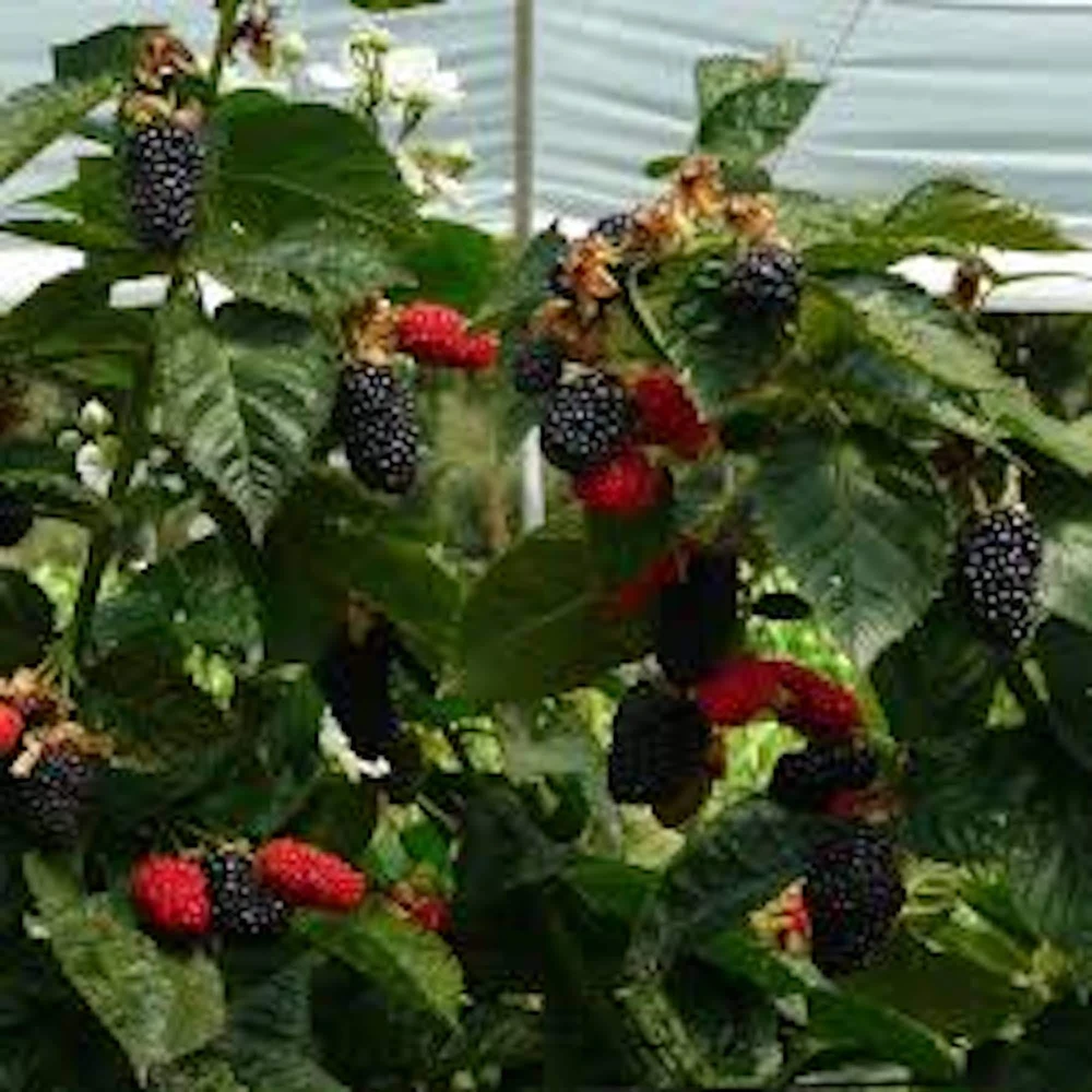 Prime Ark Freedom Blackberry Plant Thornless Bare Root Starter Fruit Bush - Image 2