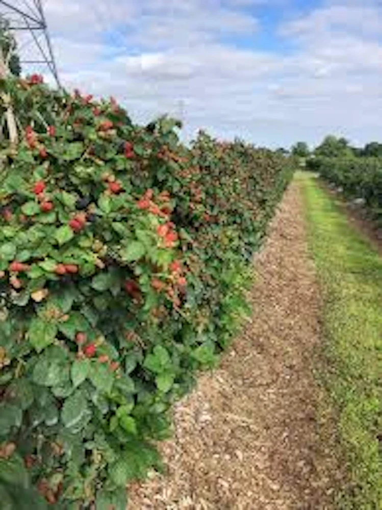 Prime Ark Freedom Blackberry Plant Thornless Bare Root Starter Fruit Bush - Image 3