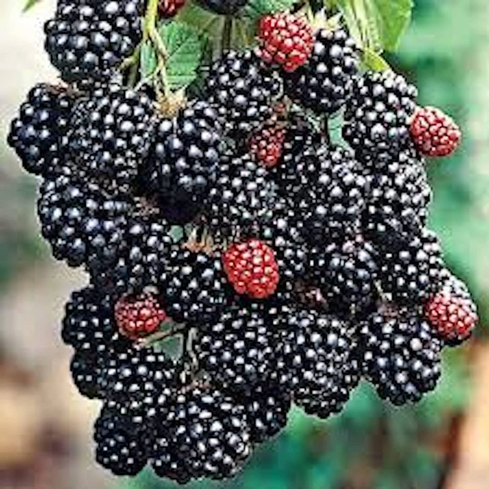 Prime Ark Freedom Blackberry Plant Thornless Bare Root Starter Fruit Bush - Image 4