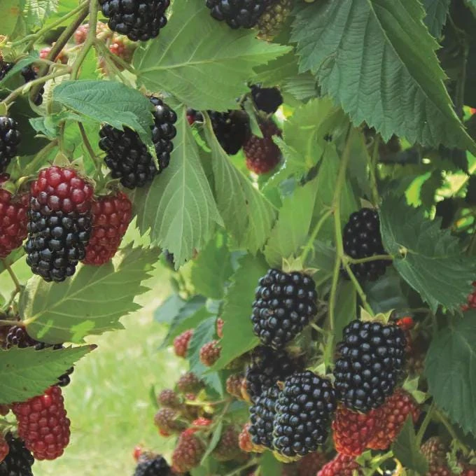 Prime Ark Traveler Blackberry Starter Plug - Thornless, Dual Crop Live Plant - Image 1