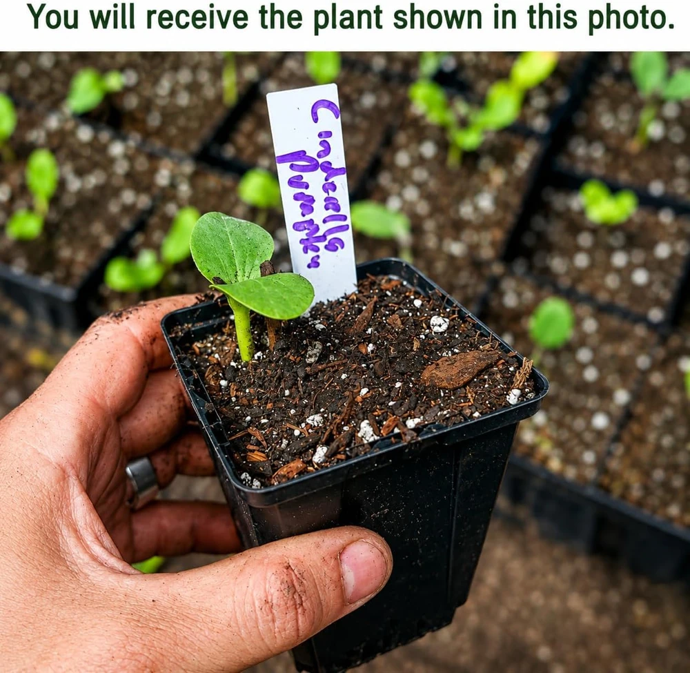 Pumpkin Plant Live Winter Squash Vegetable for Home Garden, 2-4 Inch Tall - Image 2
