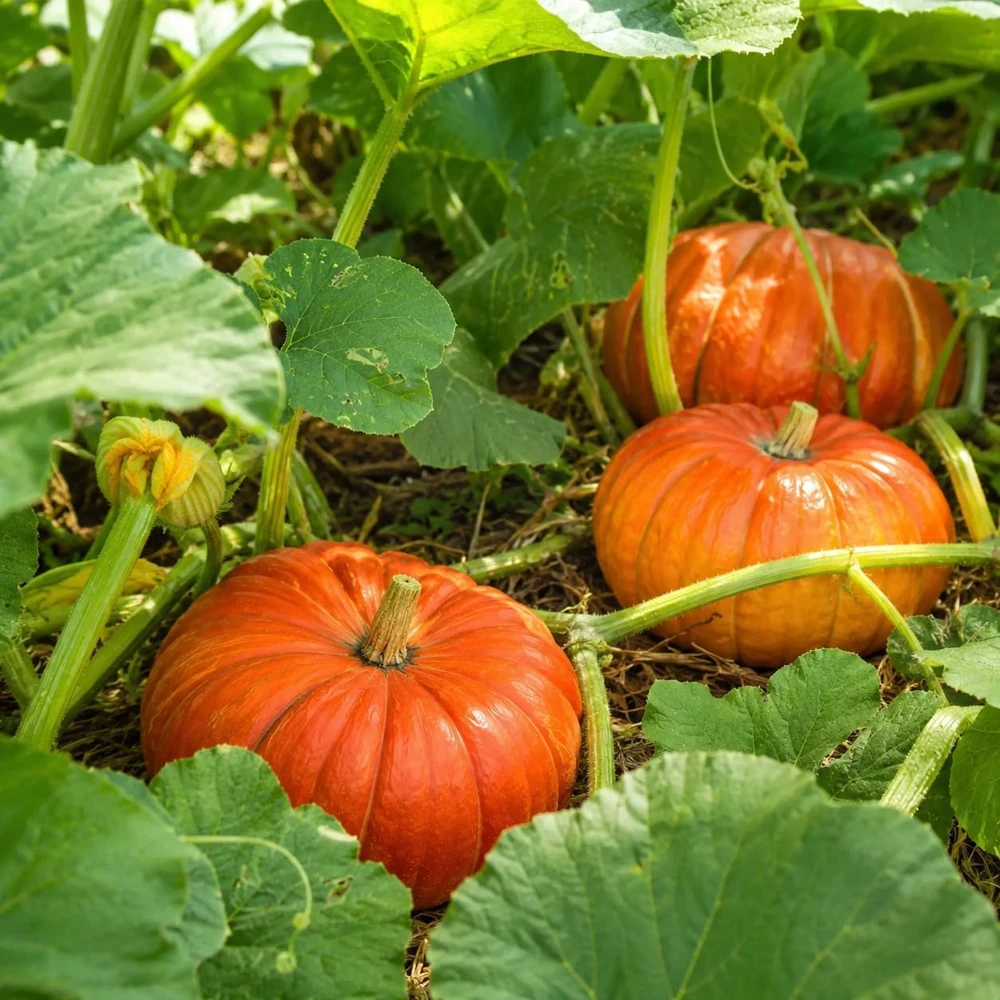 Pumpkin Plant Live Winter Squash Vegetable for Home Garden, 2-4 Inch Tall - Image 3