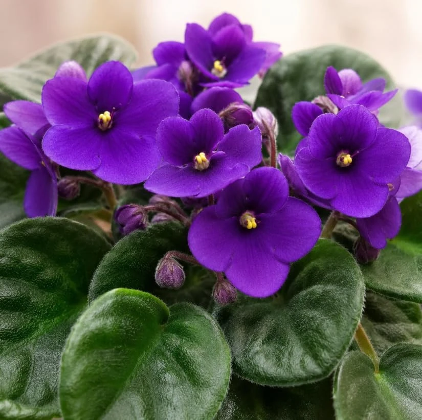 Purple African Violet Live Plant - 3-5 Inches Tall, 4 Inch Pot - Indoor Flowering Plant - Image 2