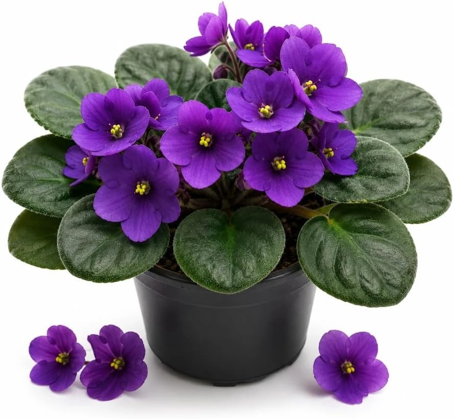 Purple African Violet Live Plant - 3-5 Inches Tall, 4 Inch Pot - Indoor Flowering Plant - Image 1