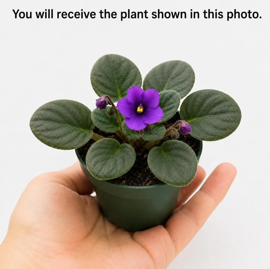 Purple African Violet Live Plant - 3-5 Inches Tall, 4 Inch Pot - Indoor Flowering Plant - Image 4