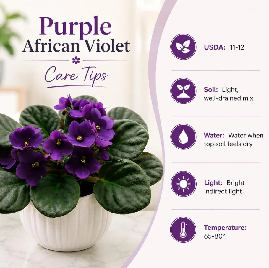 Purple African Violet Live Plant - 3-5 Inches Tall, 4 Inch Pot - Indoor Flowering Plant - Image 6