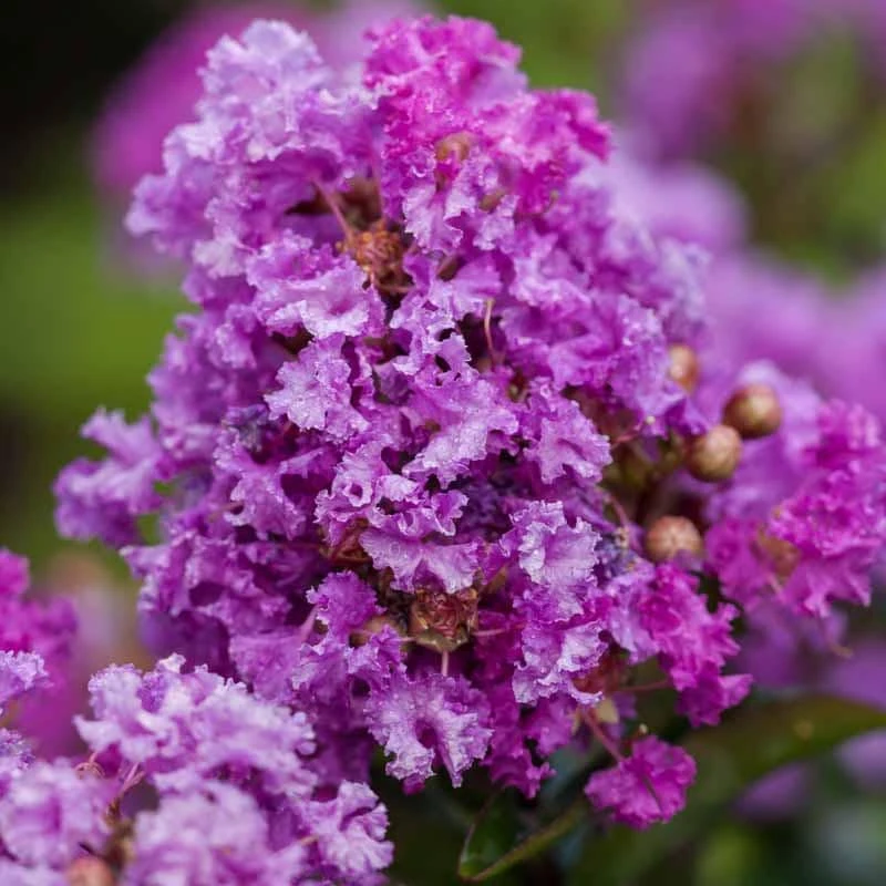 Purple Crape Myrtle Bush 12-18" Live Plant Starter, Outdoor Landscaping - Image 1
