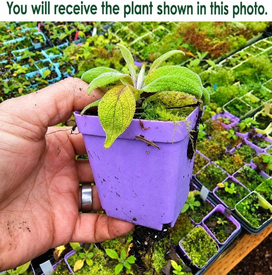 Purple Foxglove Live Plant – Hardy Perennial – 2-4 Inch Tall – 3 Inch Pot - Image 2