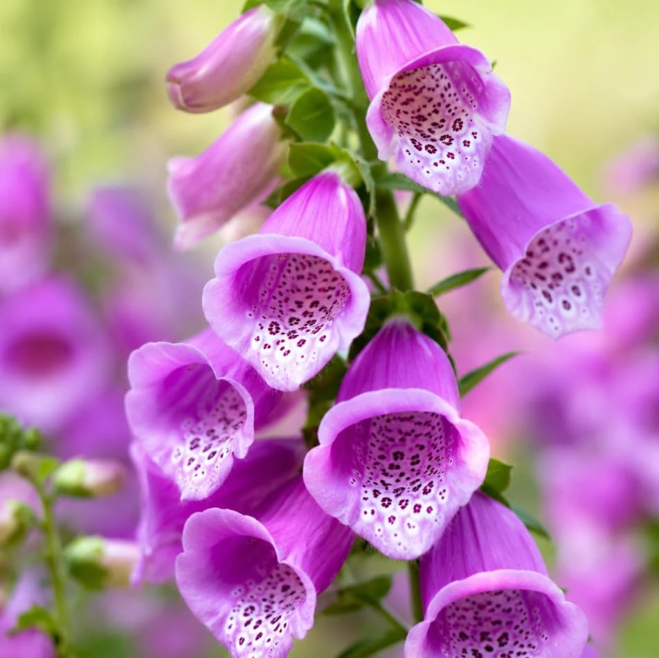 Purple Foxglove Live Plant Set of 2, Hardy Perennial, 2-4 Inch Tall, 3 Inch Pot - Image 3