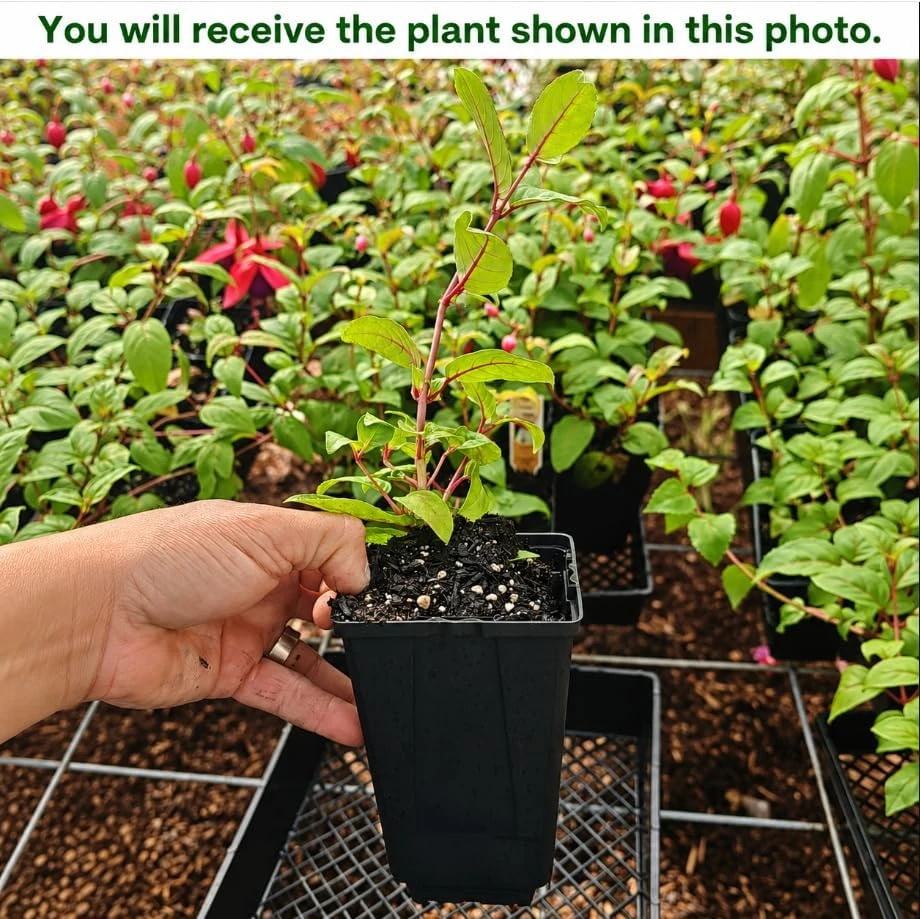 Purple Fuchsia Live Plant โ 4-6 inch Tall, 6 Inch Pot โ Home Garden Flowers - Image 2