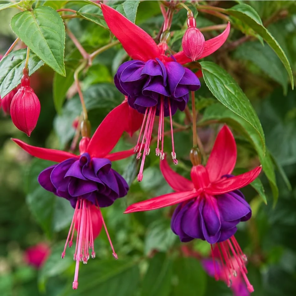 Purple Fuchsia Live Plant โ 4-6 inch Tall, 6 Inch Pot โ Home Garden Flowers - Image 3