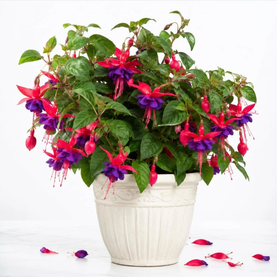 Purple Fuchsia Live Plant – 4-6 inch Tall, 6 Inch Pot – Home Garden Flowers - Image 1