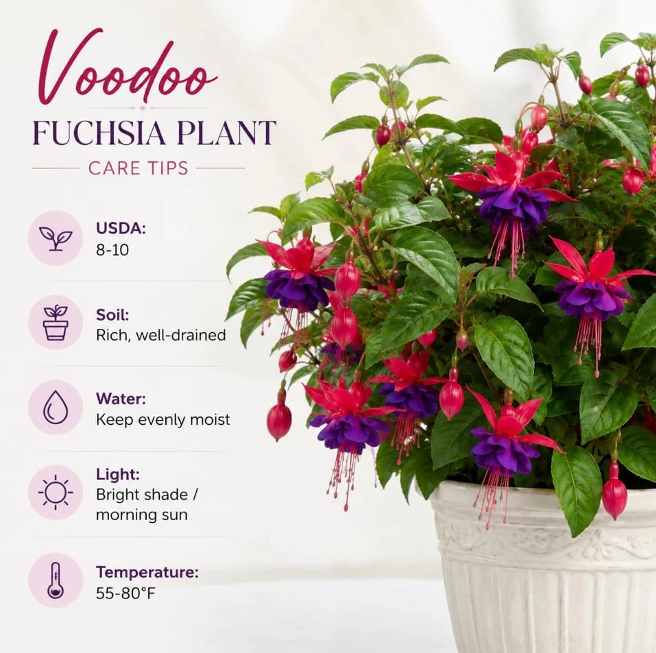 Purple Fuchsia Live Plant โ 4-6 inch Tall, 6 Inch Pot โ Home Garden Flowers - Image 4