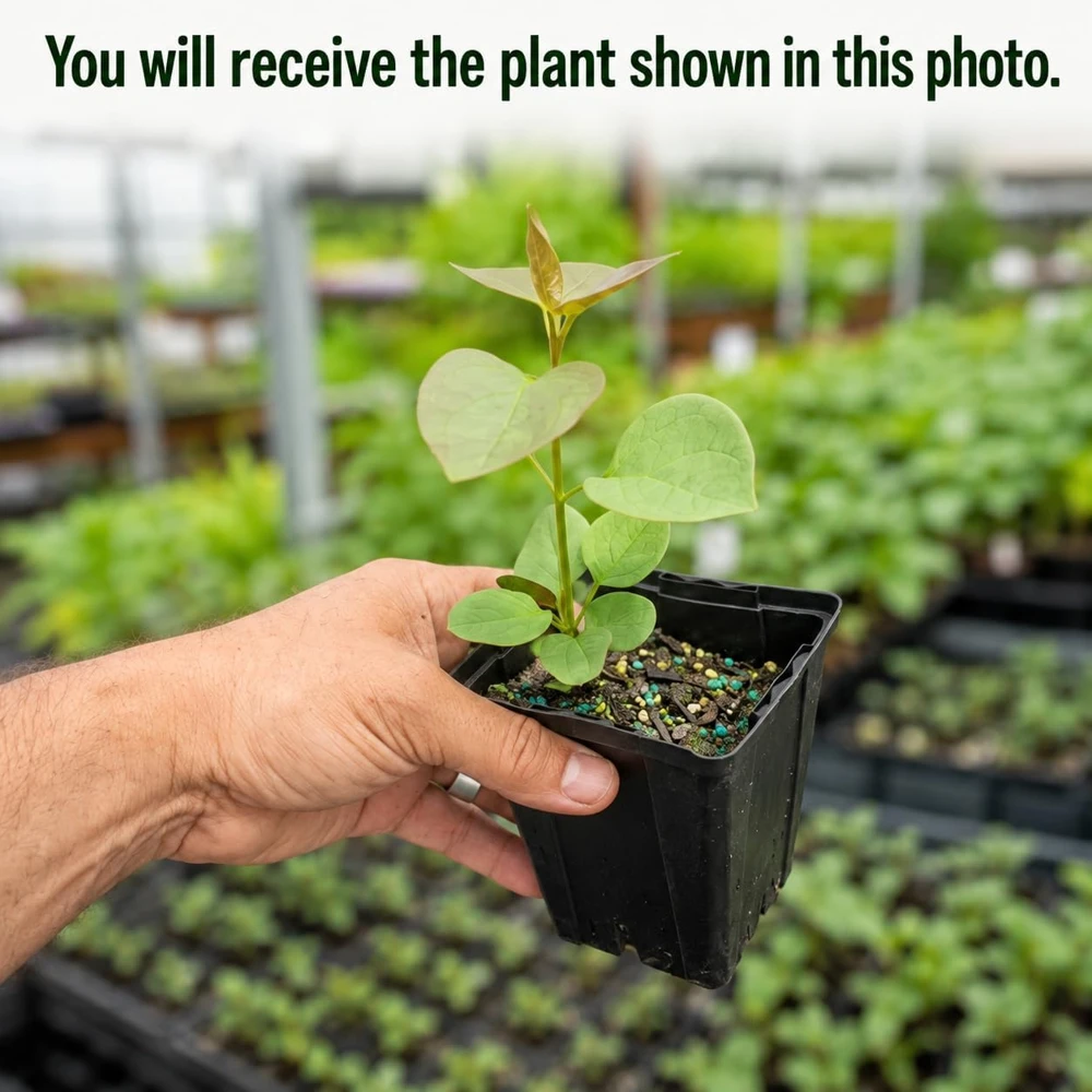Purple Lilac Live Plant, Fragrant Flowering Shrub, 3-5 Inch Tall, 4 Inch Pot, Outdoor - Image 2