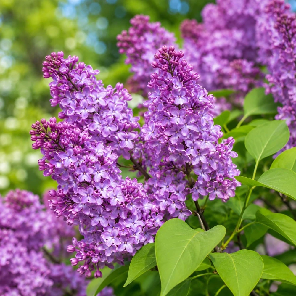 Purple Lilac Live Plant, Fragrant Flowering Shrub, 3-5 Inch Tall, 4 Inch Pot, Outdoor - Image 3